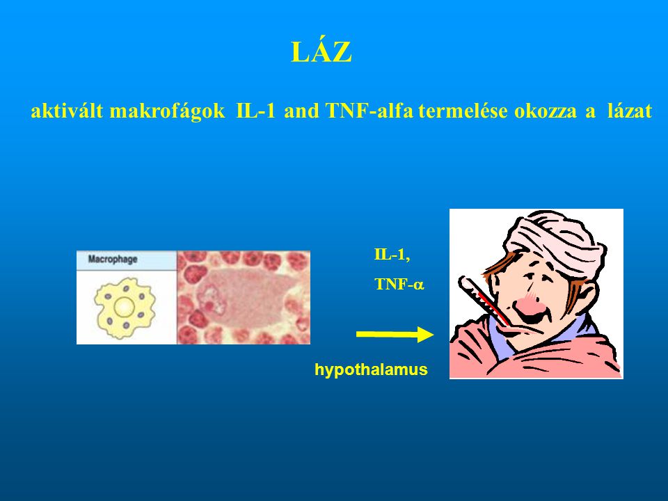 LÁZ aktivált makrofágok IL-1 and TNF-alfa termelése okozza a lázat