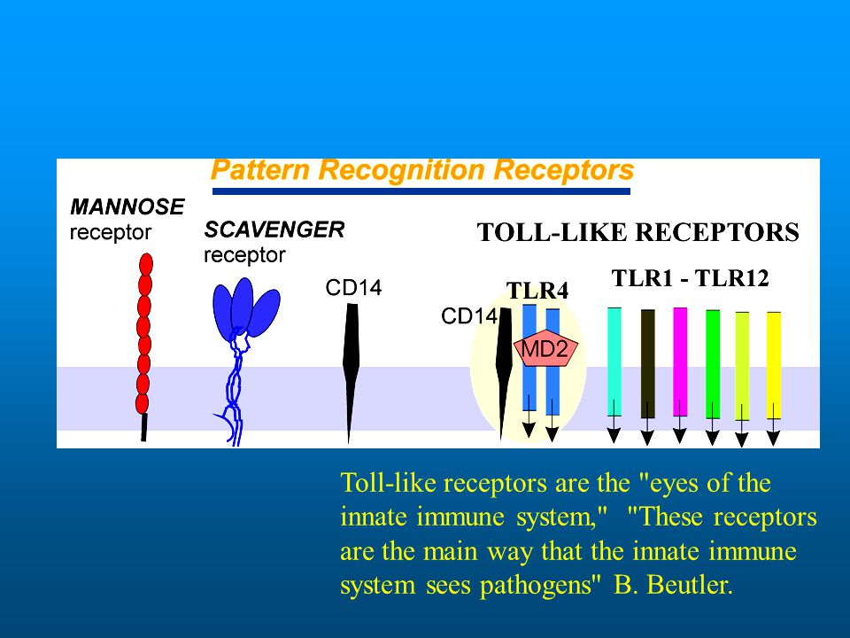 Toll-like receptors are the eyes of the innate immune system, These receptors are the main way that the innate immune system sees pathogens B.
