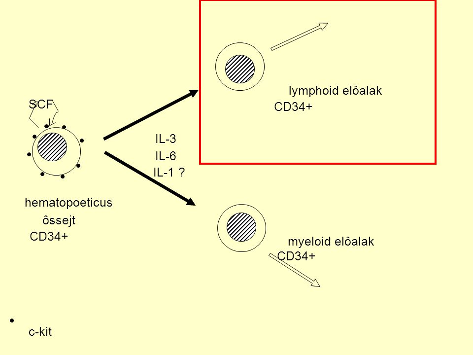 lymphoid elôalak SCF CD34+ IL-3 IL-6 IL-1 hematopoeticus ôssejt CD34+ myeloid elôalak CD34+ c-kit