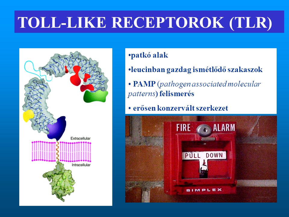 TOLL-LIKE RECEPTOROK (TLR)
