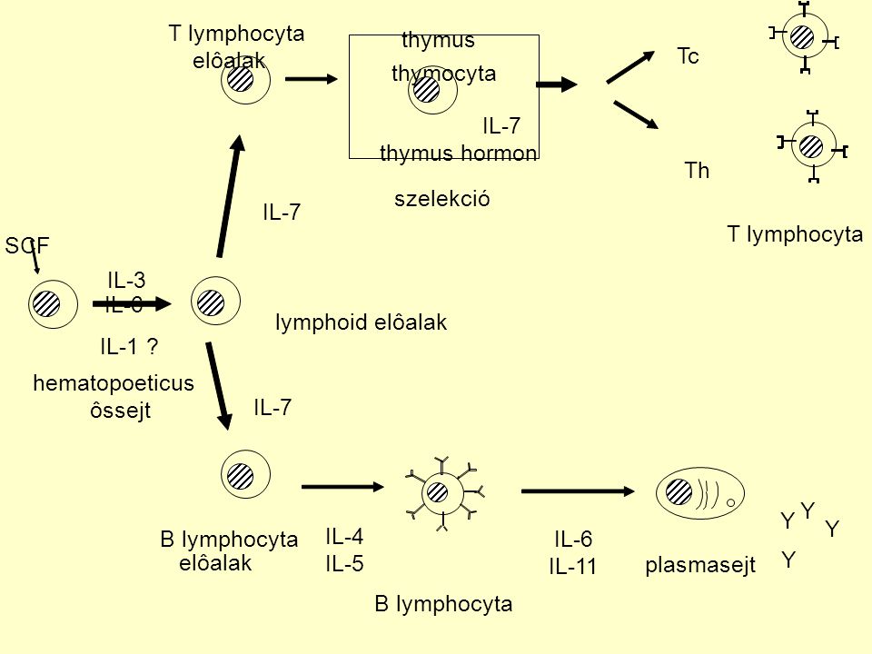 T lymphocyta thymus. elôalak. Tc. thymocyta. IL-7. thymus hormon. Th. szelekció. IL-7. T lymphocyta.