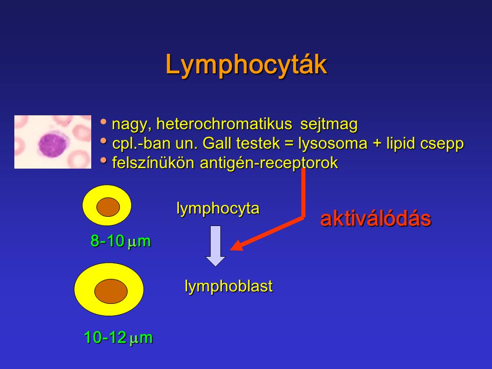 Lymphocyták aktiválódás nagy, heterochromatikus sejtmag