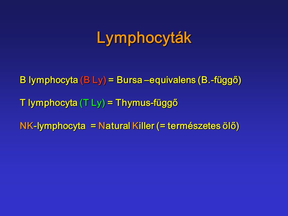 Lymphocyták B lymphocyta (B Ly) = Bursa –equivalens (B.-függő)