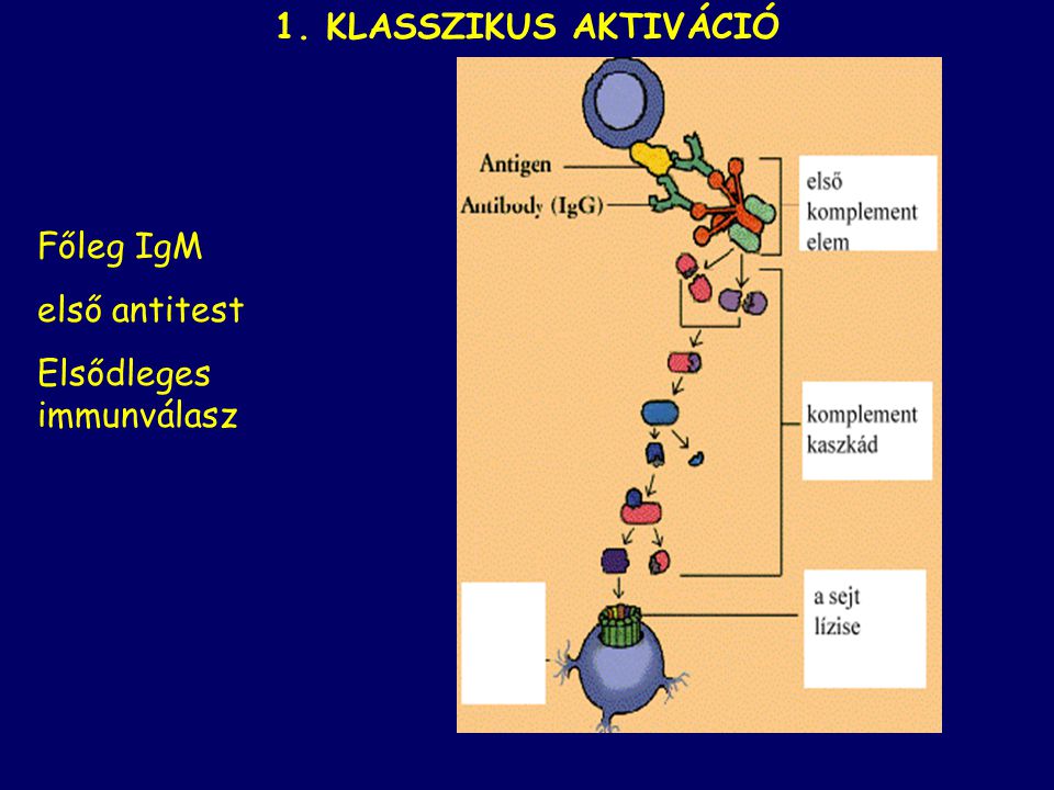 1. KLASSZIKUS AKTIVÁCIÓ Főleg IgM első antitest Elsődleges immunválasz