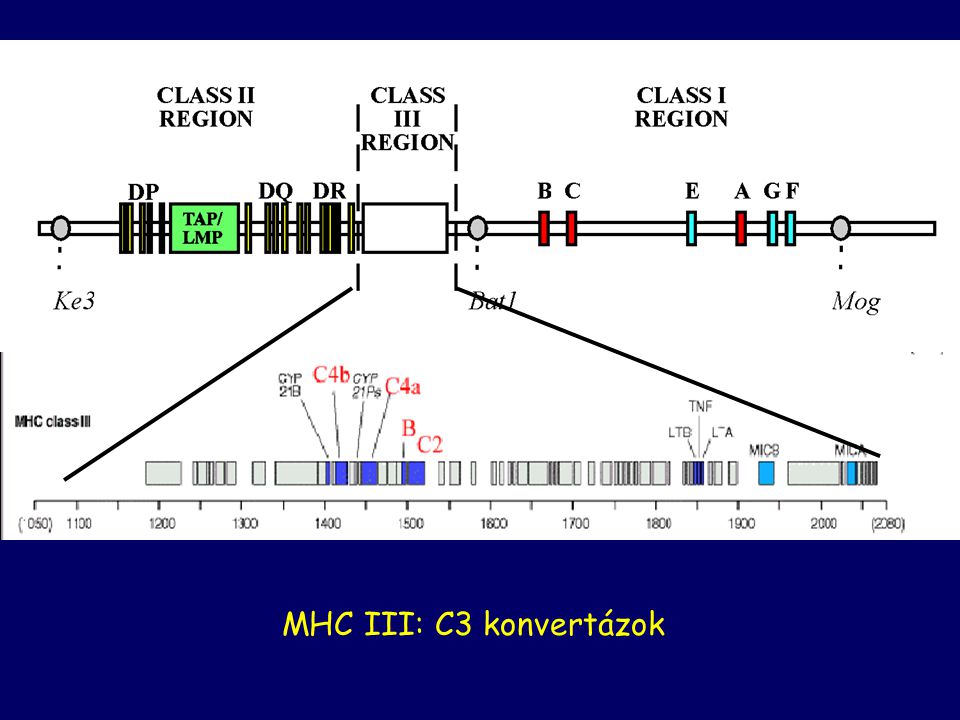 MHC III: C3 konvertázok The genes for C4, C2, and factor B are