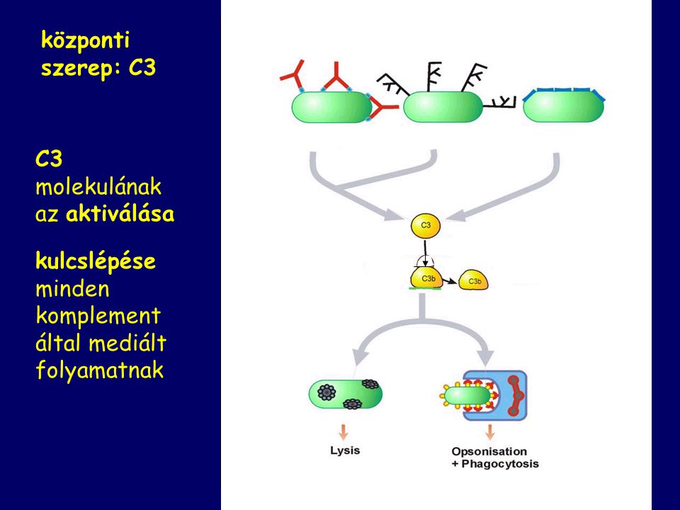 központi szerep: C3 C3 molekulának az aktiválása.