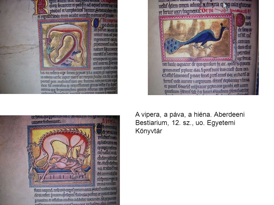 A vipera, a páva, a hiéna. Aberdeeni Bestiarium, 12. sz. , uo