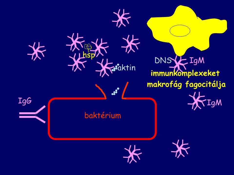 makrofág fagocitálja IgM hsp DNS IgM aktin immunkomplexeket IgG IgM baktérium