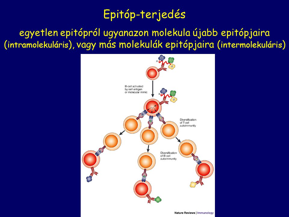 Epitóp-terjedés egyetlen epitópról ugyanazon molekula újabb epitópjaira (intramolekuláris), vagy más molekulák epitópjaira (intermolekuláris)