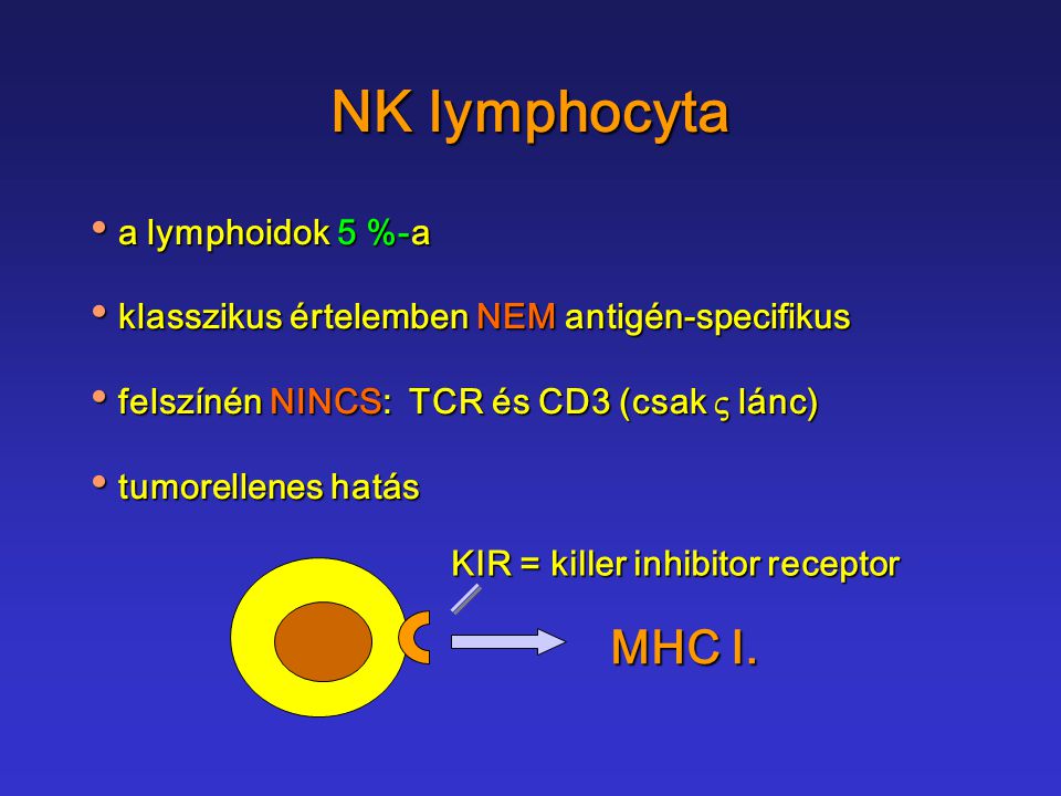 NK lymphocyta MHC I. a lymphoidok 5 %-a