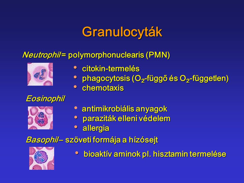 Granulocyták Neutrophil = polymorphonuclearis (PMN) citokin-termelés