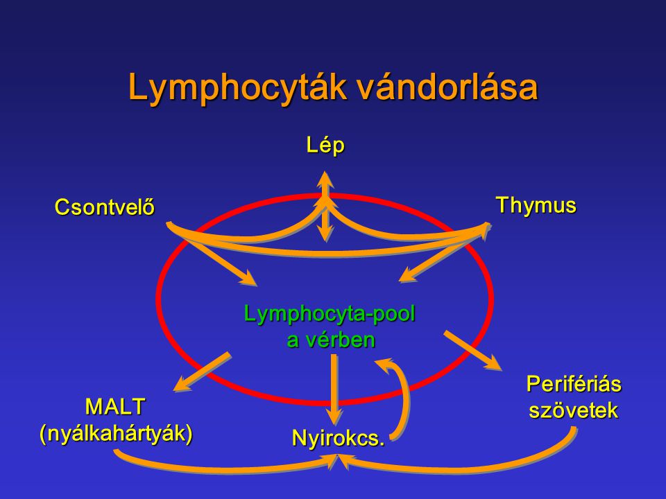 Lymphocyták vándorlása