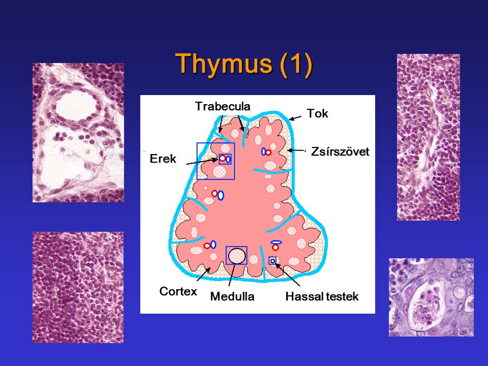 Thymus (1) Zsírszövet Trabecula Erek Cortex Medulla Hassal testek Tok
