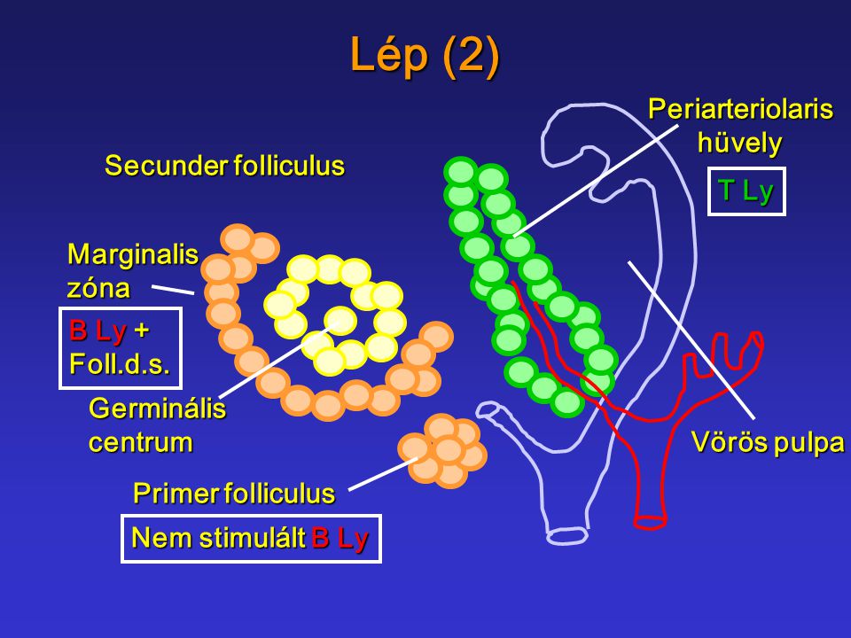 Lép (2) Periarteriolaris hüvely Secunder folliculus T Ly Marginalis