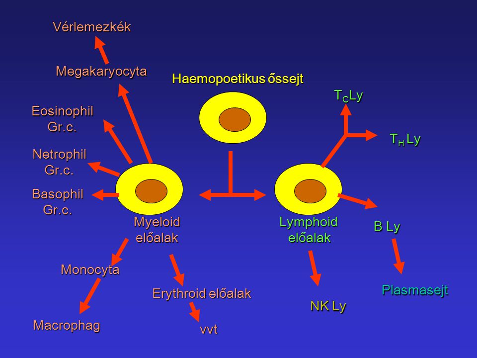 Vérlemezkék Megakaryocyta. Haemopoetikus őssejt. TCLy. Eosinophil. Gr.c. TH Ly. Netrophil. Gr.c.
