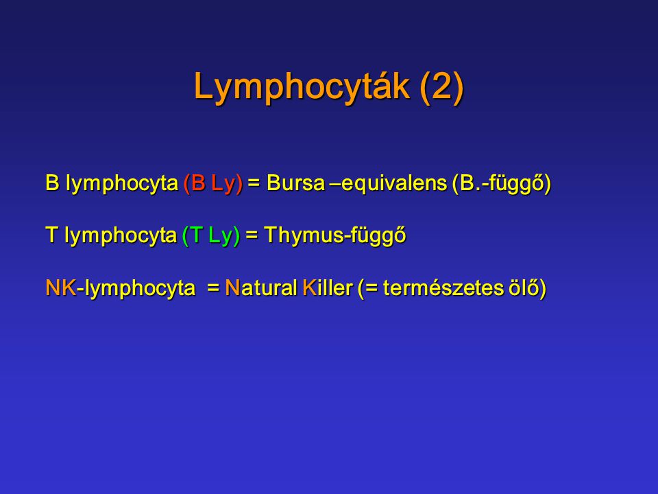 Lymphocyták (2) B lymphocyta (B Ly) = Bursa –equivalens (B.-függő)