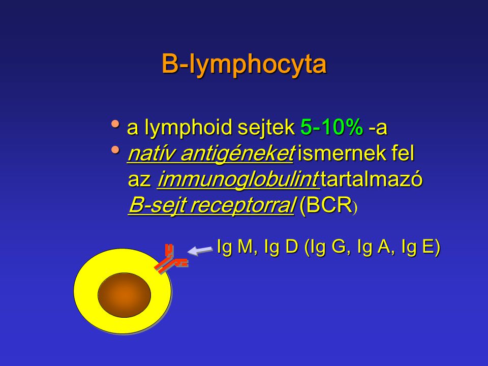 B-lymphocyta a lymphoid sejtek 5-10% -a natív antigéneket ismernek fel