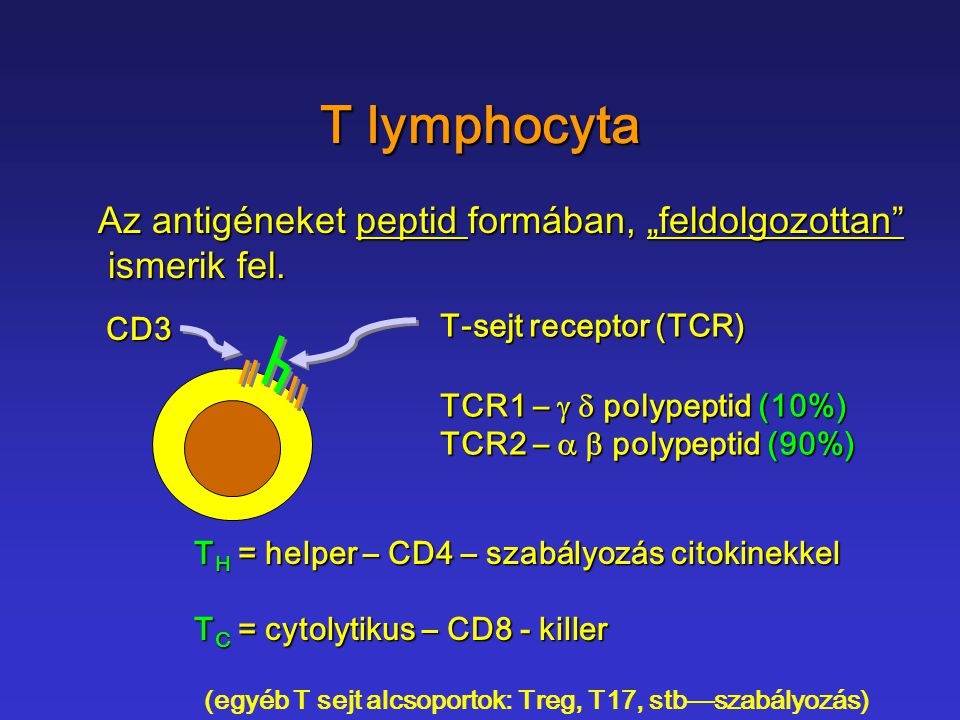 T lymphocyta Az antigéneket peptid formában, „feldolgozottan