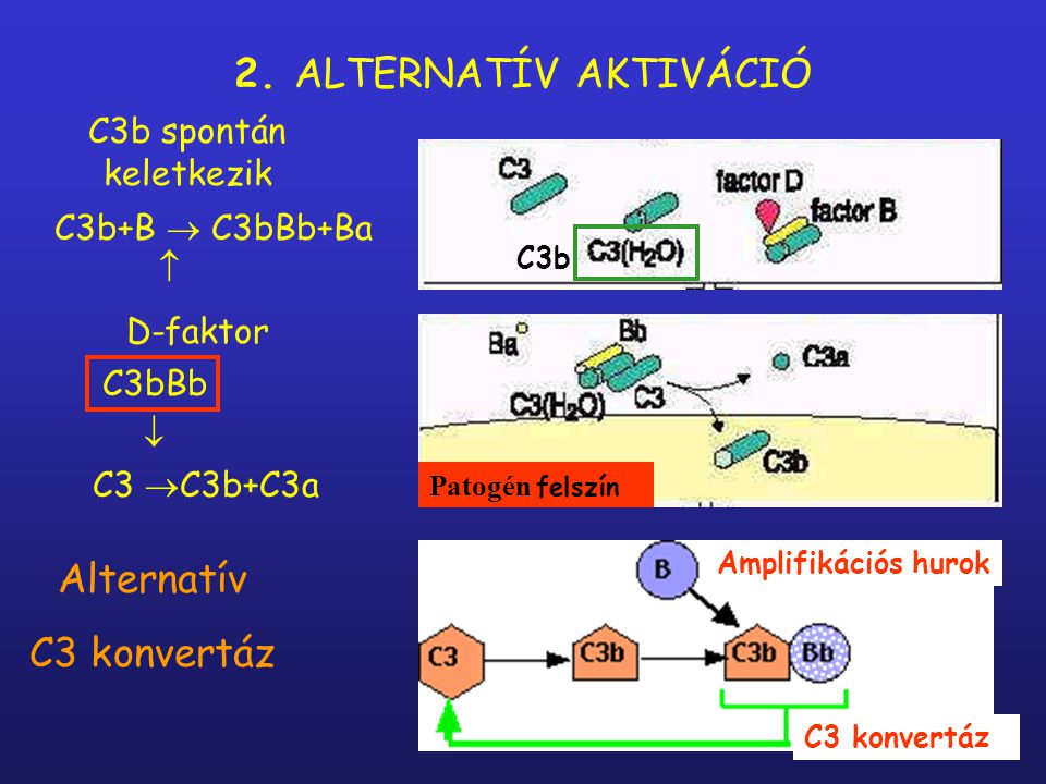 2. ALTERNATÍV AKTIVÁCIÓ Alternatív C3 konvertáz C3b spontán keletkezik