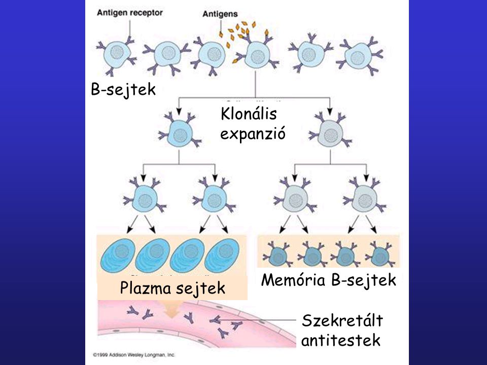 B-sejtek Klonális expanzió Memória B-sejtek Plazma sejtek Szekretált antitestek