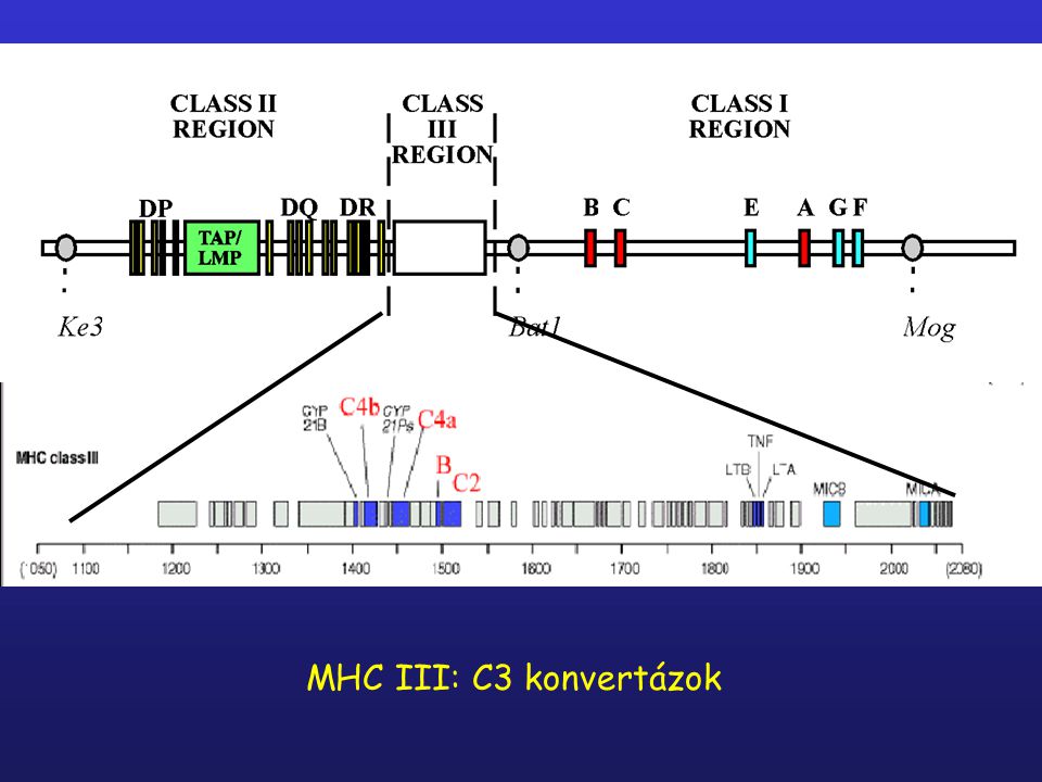 MHC III: C3 konvertázok