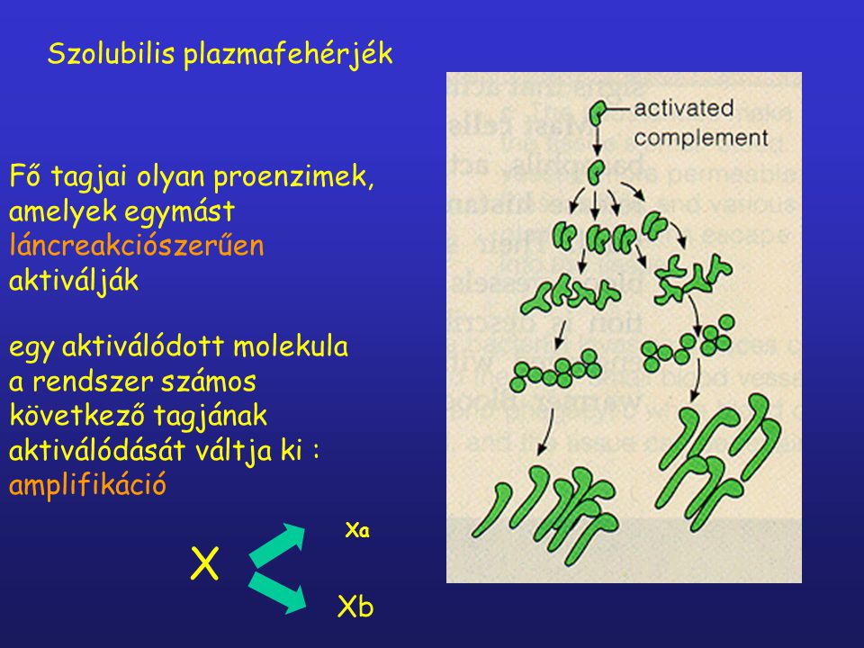 X Szolubilis plazmafehérjék
