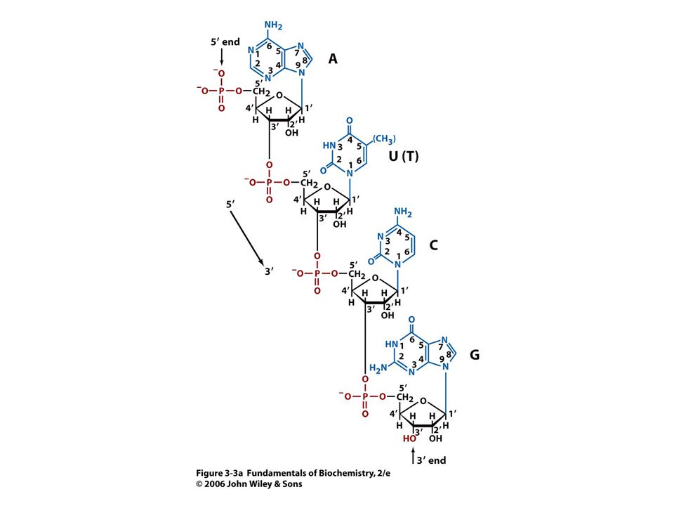 A nukleinsavak polimer láncait foszfodiészter kötések tartják össze