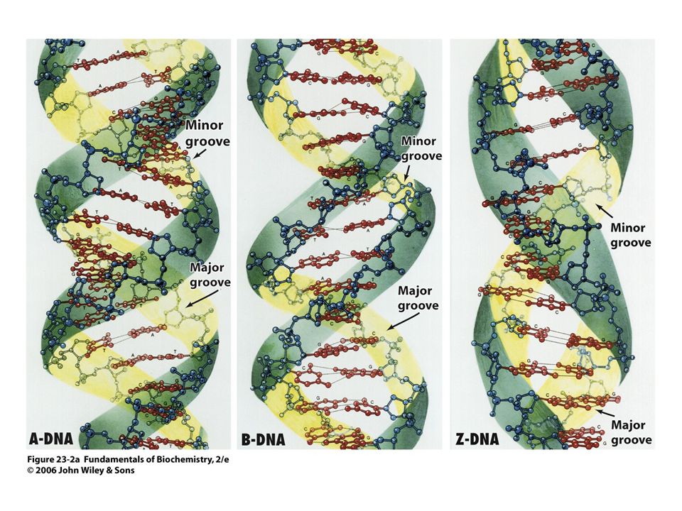 A DNS kettősspirál különböző megjelenési formái (konformációi)