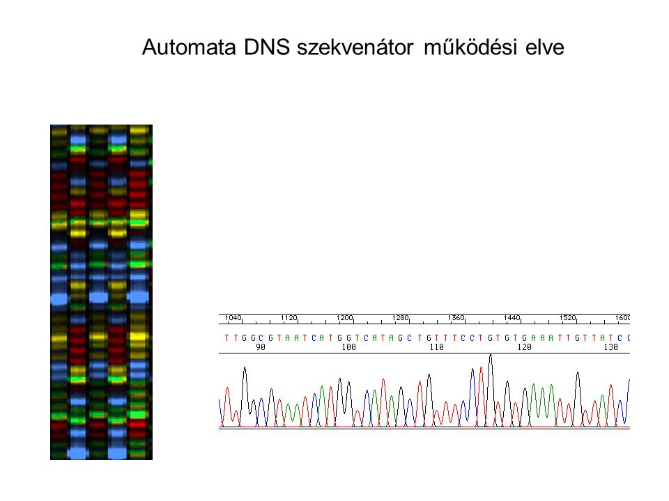 Automata DNS szekvenátor működési elve