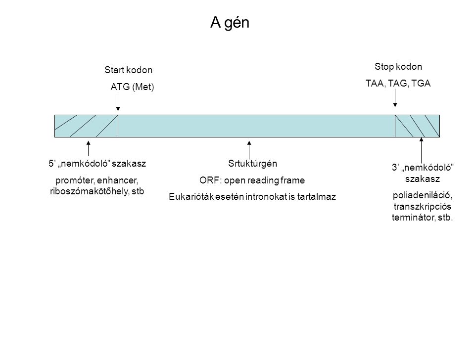 A gén Stop kodon TAA, TAG, TGA Start kodon ATG (Met)