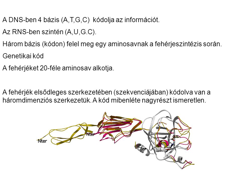 A DNS-ben 4 bázis (A,T,G,C) kódolja az információt.