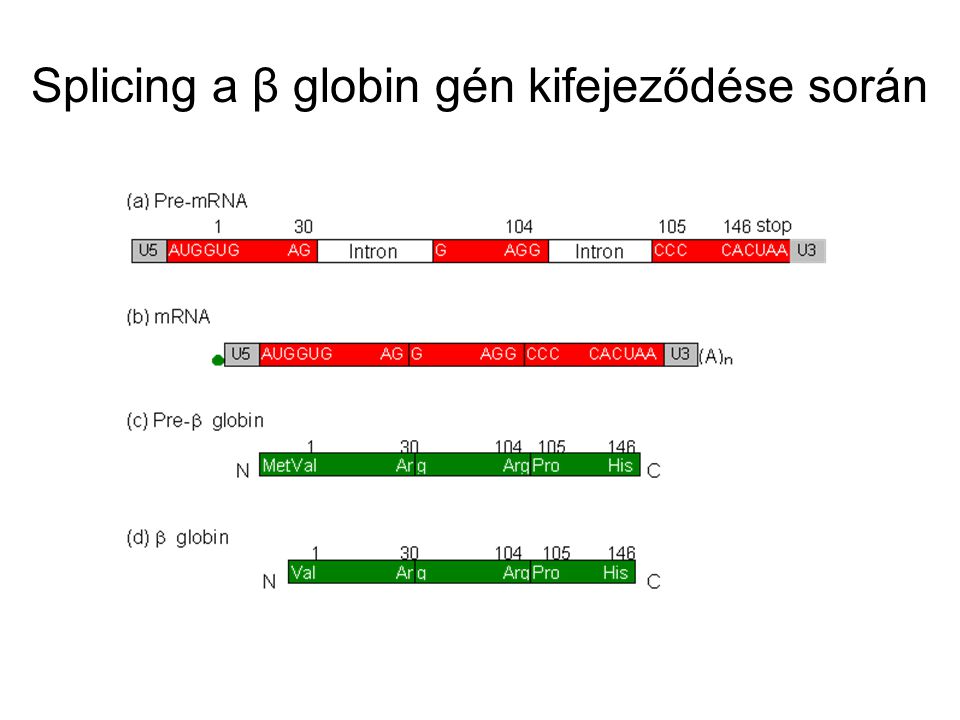 Splicing a β globin gén kifejeződése során