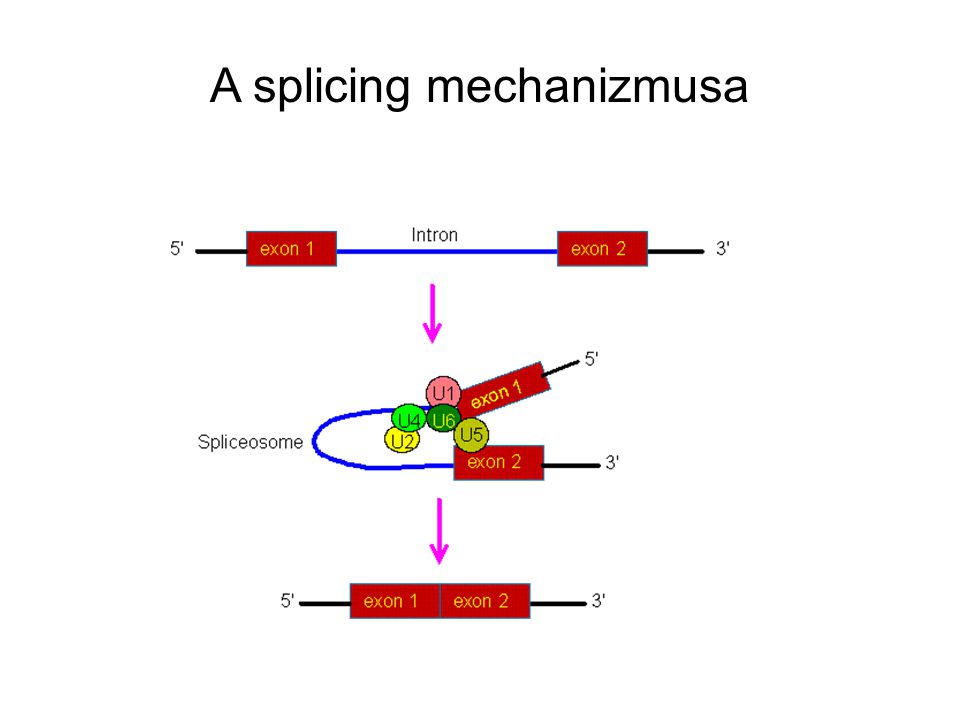 A splicing mechanizmusa