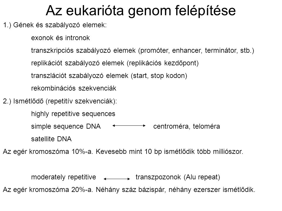 Az eukarióta genom felépítése