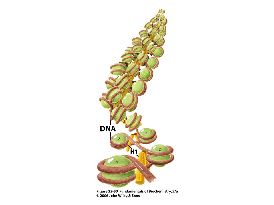 A hisztonok köré tekeredett DNS molekulák (nukleoszómák) magasabb szervezettségi fokú srtuktúrákat (pl.