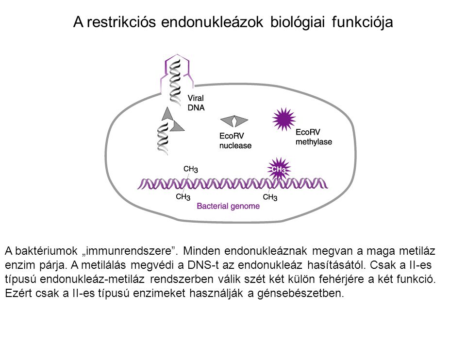 A restrikciós endonukleázok biológiai funkciója