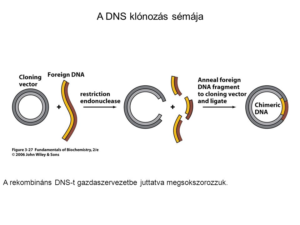 A DNS klónozás sémája A rekombináns DNS-t gazdaszervezetbe juttatva megsokszorozzuk.