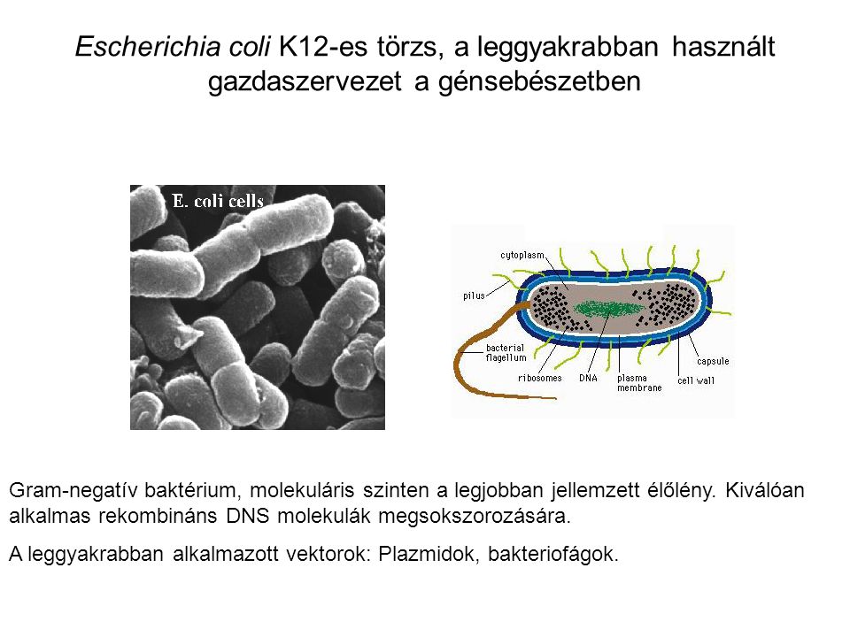 Escherichia coli K12-es törzs, a leggyakrabban használt gazdaszervezet a génsebészetben