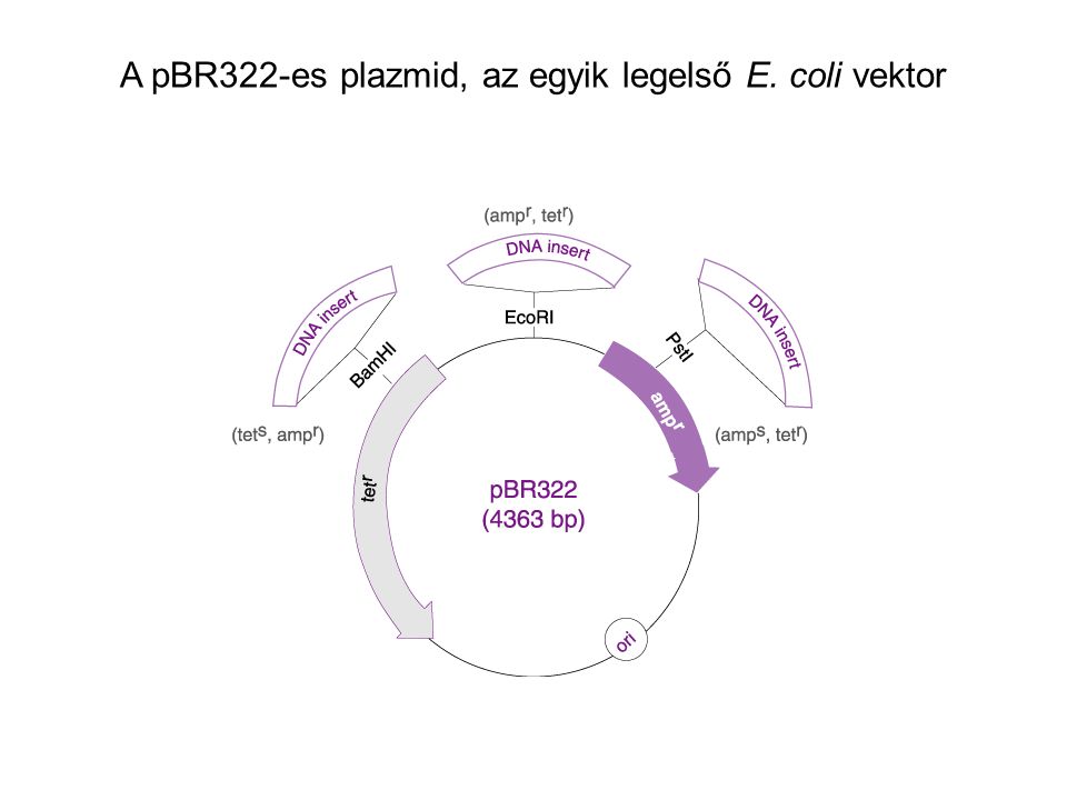 A pBR322-es plazmid, az egyik legelső E. coli vektor
