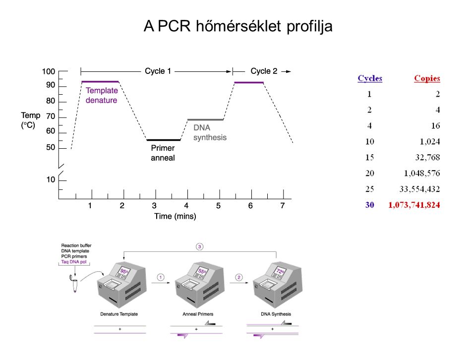 A PCR hőmérséklet profilja
