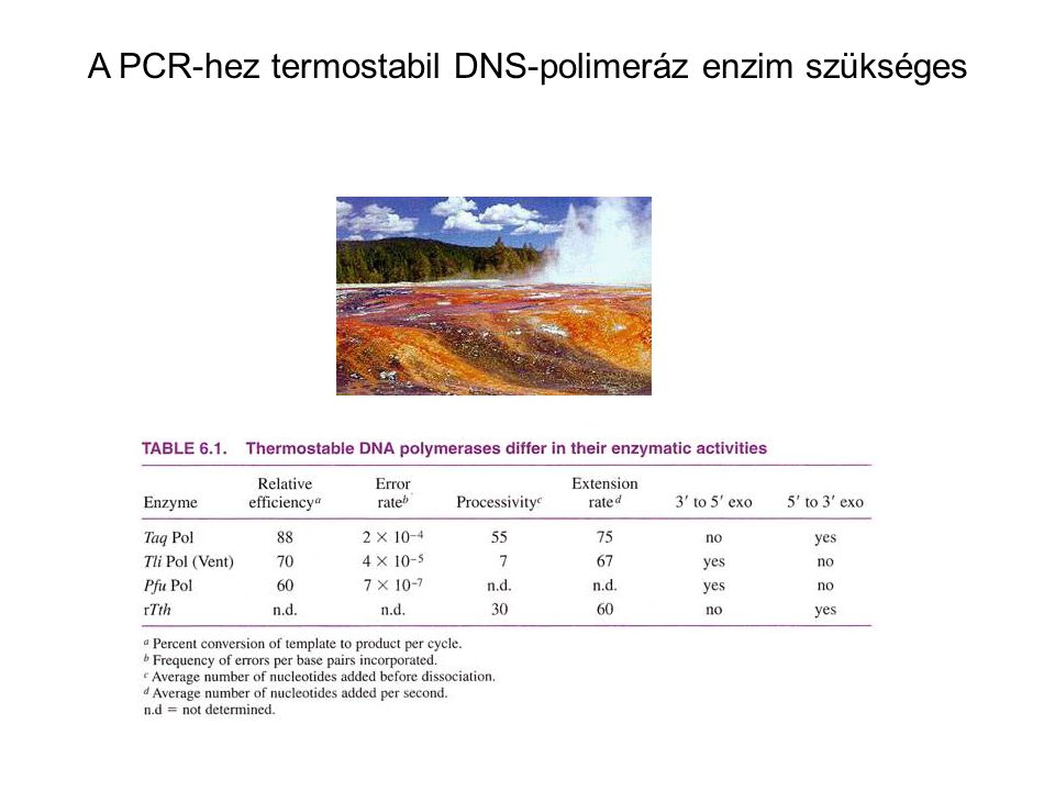 A PCR-hez termostabil DNS-polimeráz enzim szükséges