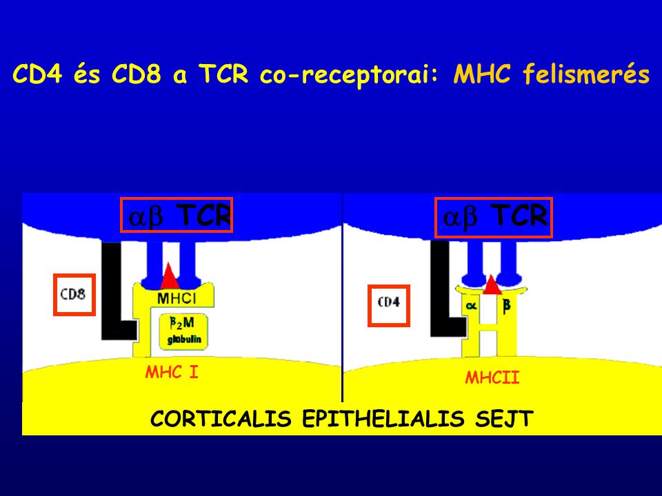  TCR  TCR CD4 és CD8 a TCR co-receptorai: MHC felismerés