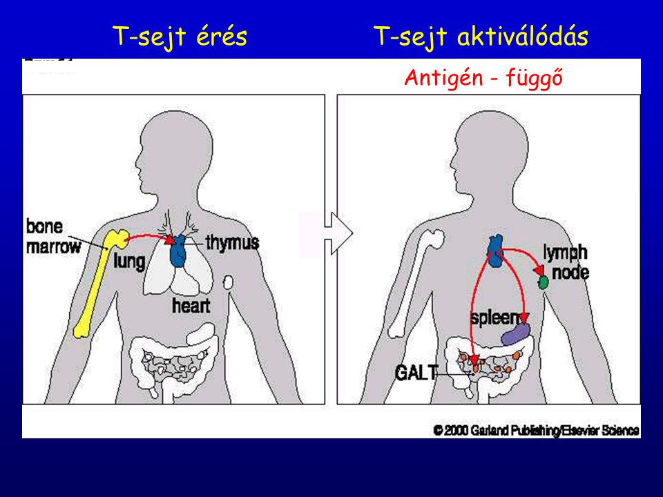 T-sejt érés T-sejt aktiválódás Antigén - függő