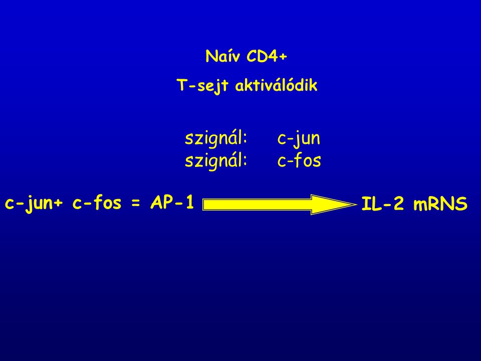szignál: c-jun szignál: c-fos c-jun+ c-fos = AP-1 IL-2 mRNS Naív CD4+