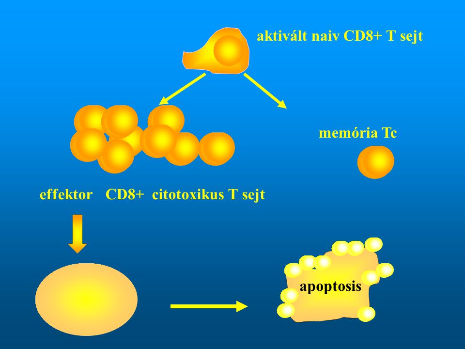 aktivált naiv CD8+ T sejt