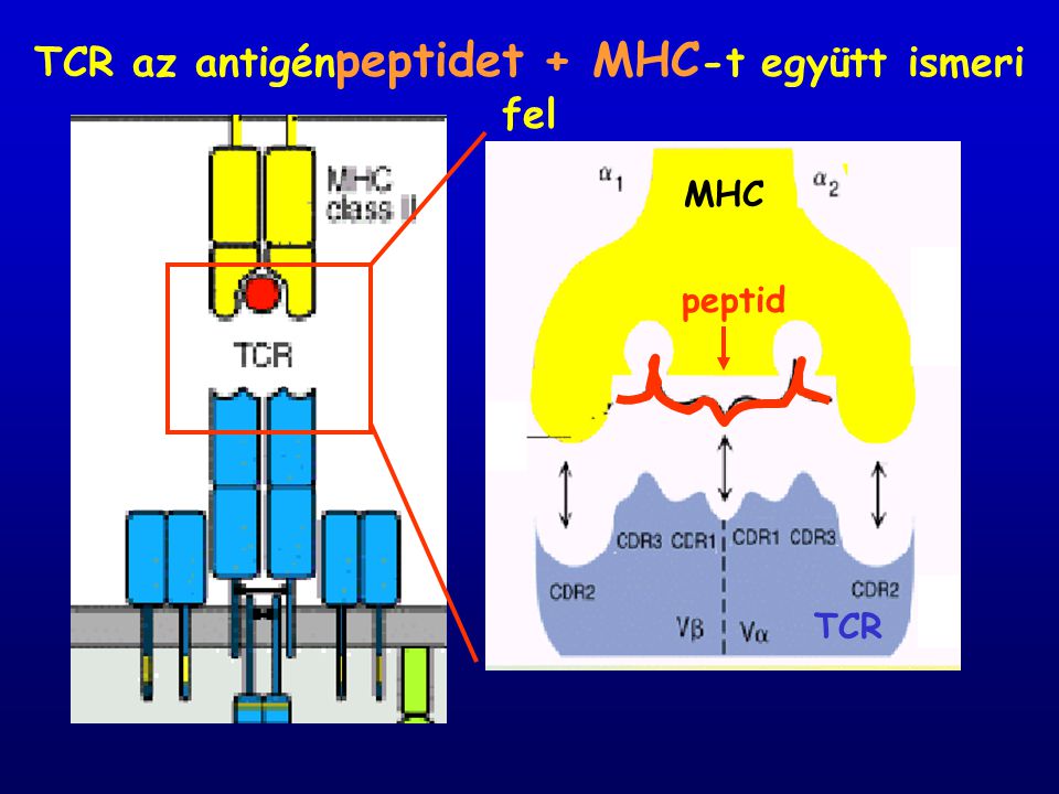 TCR az antigénpeptidet + MHC-t együtt ismeri fel