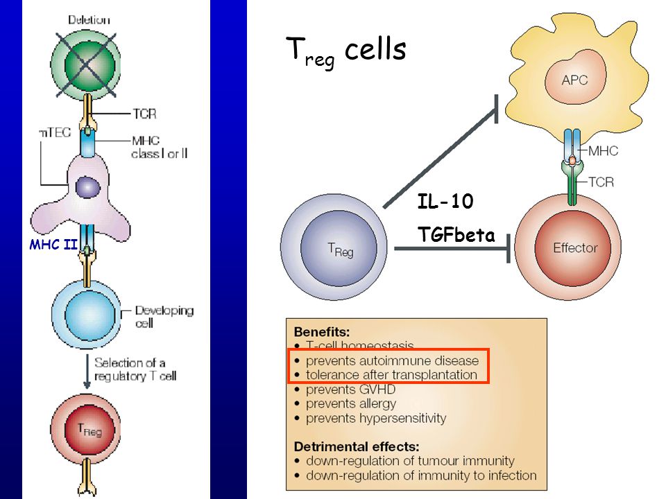 MHC II Treg cells IL-10 TGFbeta