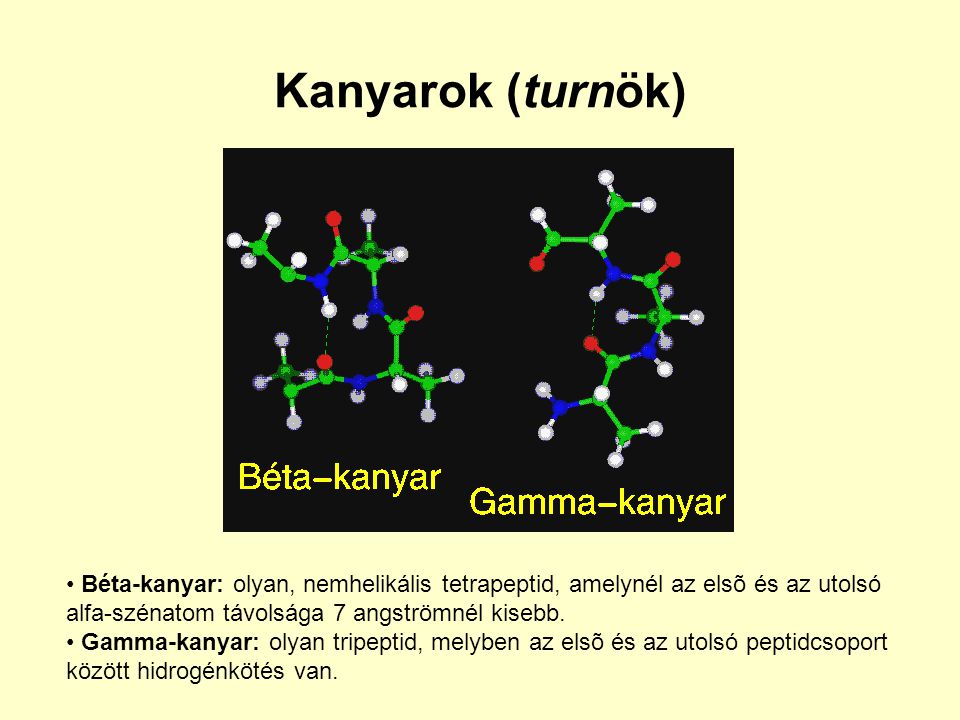 Kanyarok (turnök) Béta-kanyar: olyan, nemhelikális tetrapeptid, amelynél az elsõ és az utolsó. alfa-szénatom távolsága 7 angströmnél kisebb.