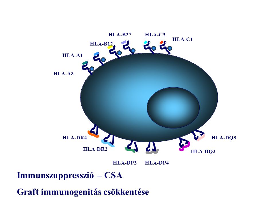 Immunszuppresszió – CSA Graft immunogenitás csökkentése