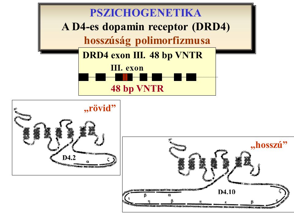 A D4-es dopamin receptor (DRD4) hosszúság polimorfizmusa